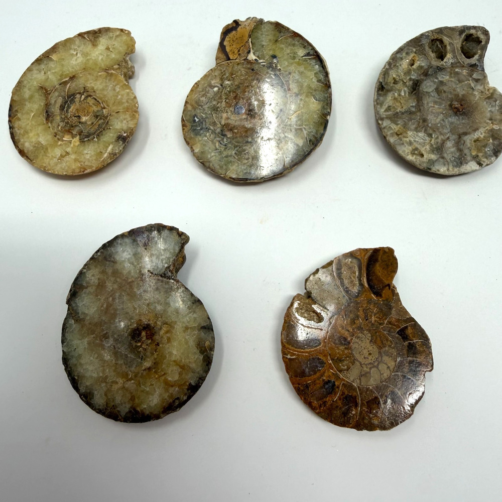 Lot of 5 Polished Ammonite Fossils Madagascar 1.25–1.5" Natural Specimens - Picture 3 of 8